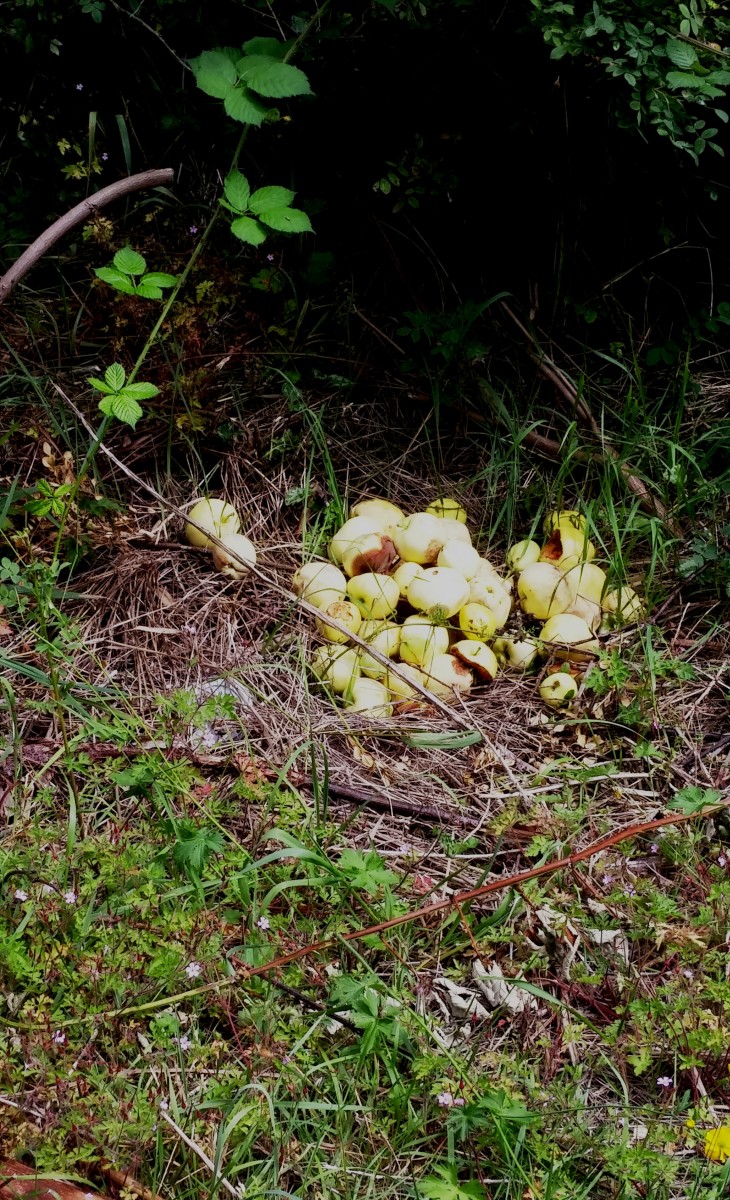 I was rather stunned to see a pile of "junked" apples at the outset of the trail. I know that certain vacant lots in our own neighbourhood become what might be seen as large compost piles--.someone's offering to the bears, deer and raccoons?