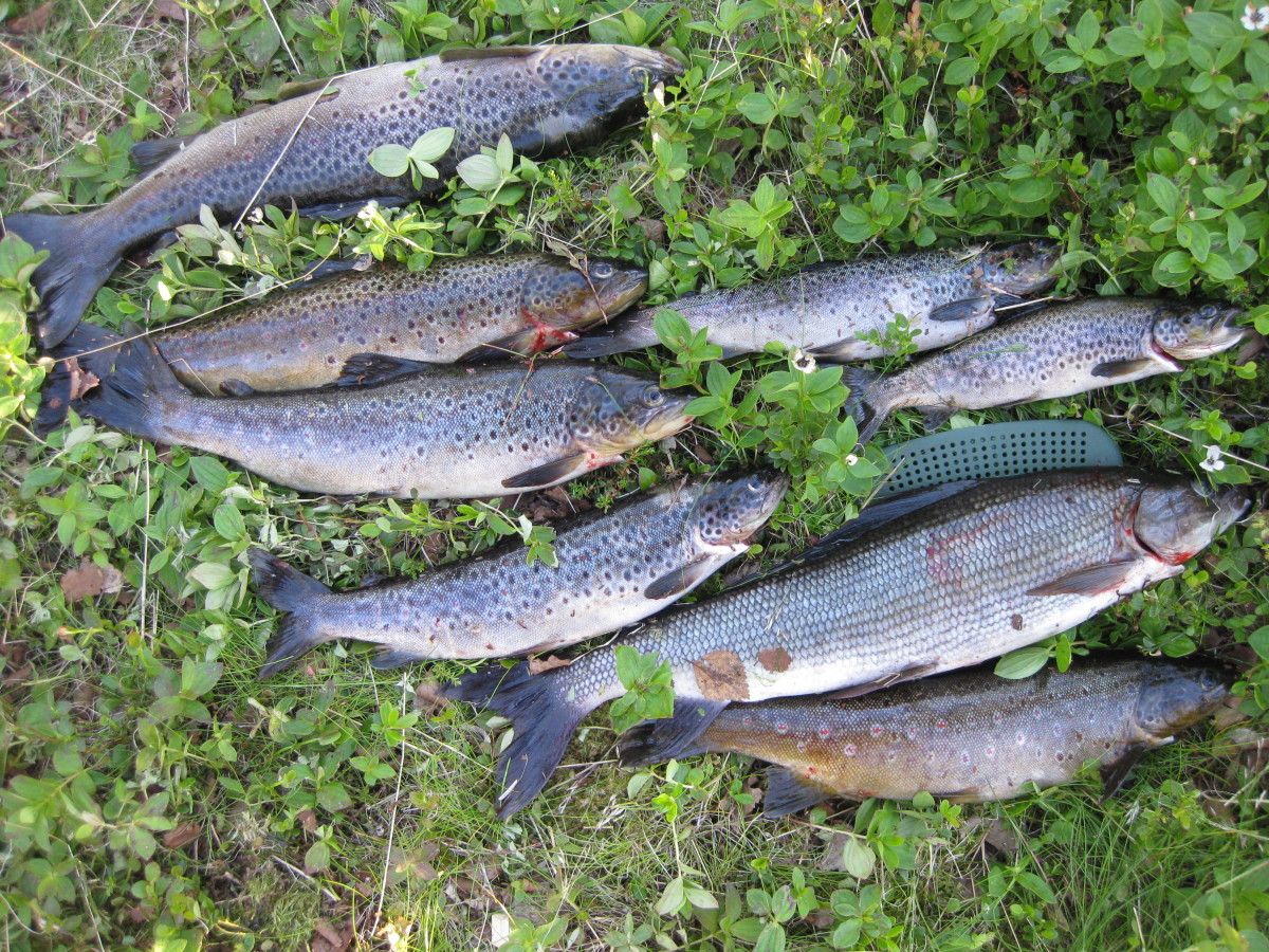 An impressive haul of brown trout, as well as a lunker Arctic Grayling!