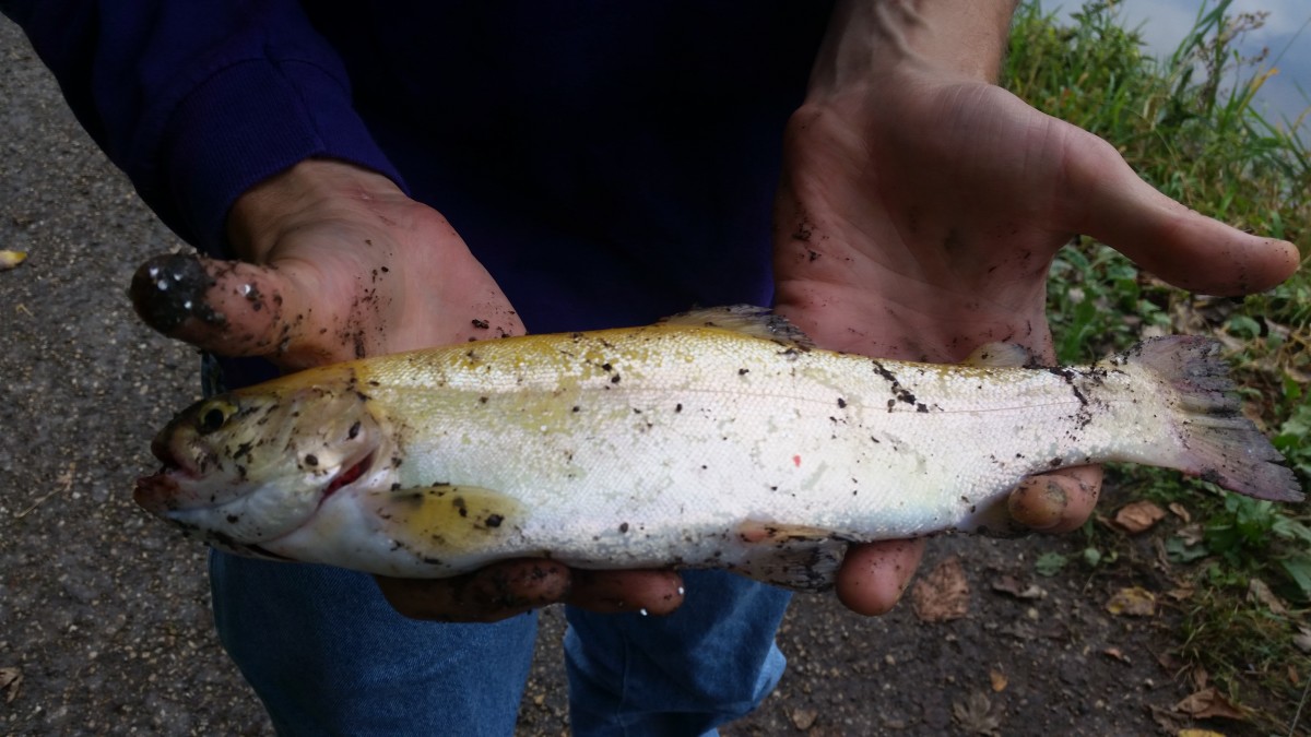 Fall Trout caught at Lock 14 in LaSalle