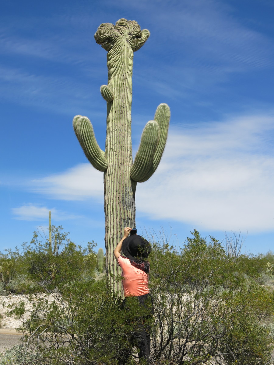 Cresting took place at the top of the main trunk of this Saguaro in Tucson's Saguaro National Park-East