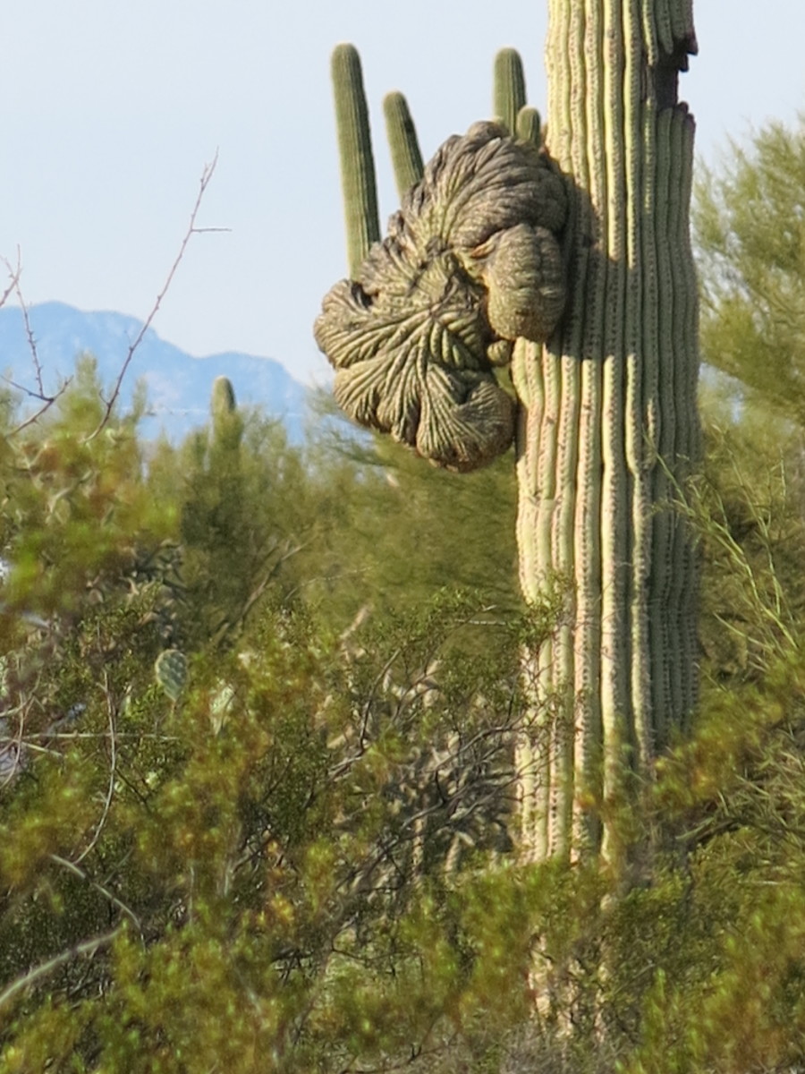 Sunrise Hike in Saguaro National Park - SkyAboveUs