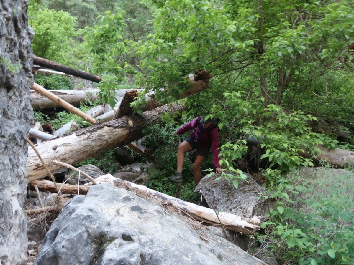 The route is very overgrown in many areas, with some downed trees to navigate over, under and around.