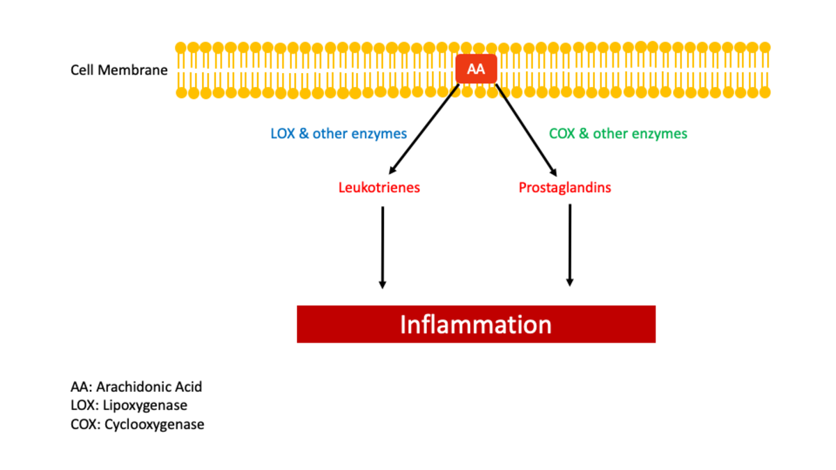 Adapted from Martel-Pelletier J, Lajeunesse D, Reboul P, Pelletier JP. Therapeutic role of dual inhibitors of 5-LOX and COX, selective and non-selective non-steroidal anti-inflammatory drugs. Ann Rheum Dis. 2003 Jun;62(6):501-9. 