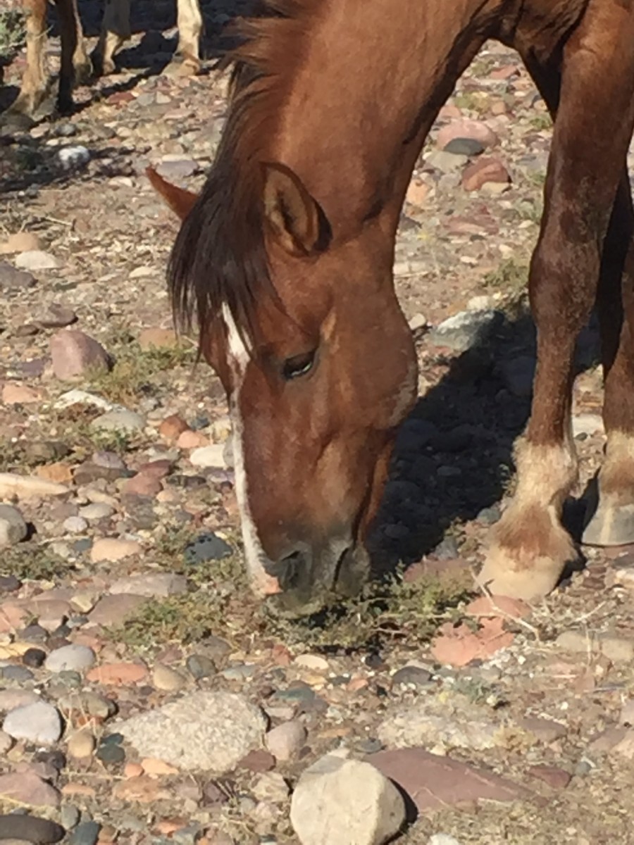 Small groups of these mustangs wander freely around this section of the Tonto National Forest outside of the city of Mesa, AZ