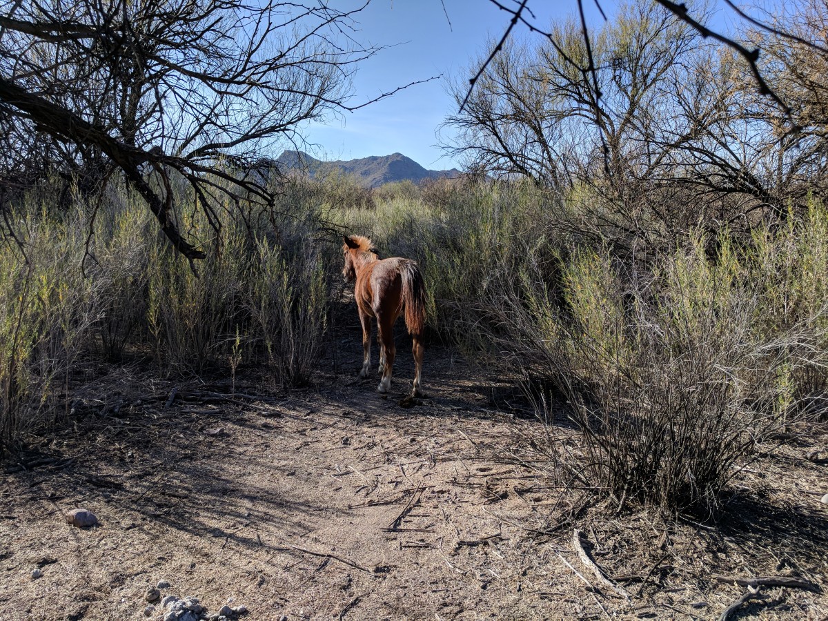 The mountain terrain and often dense woods have protected the wild horses in this part of Tonto National Forest from ranchers and others for generations.