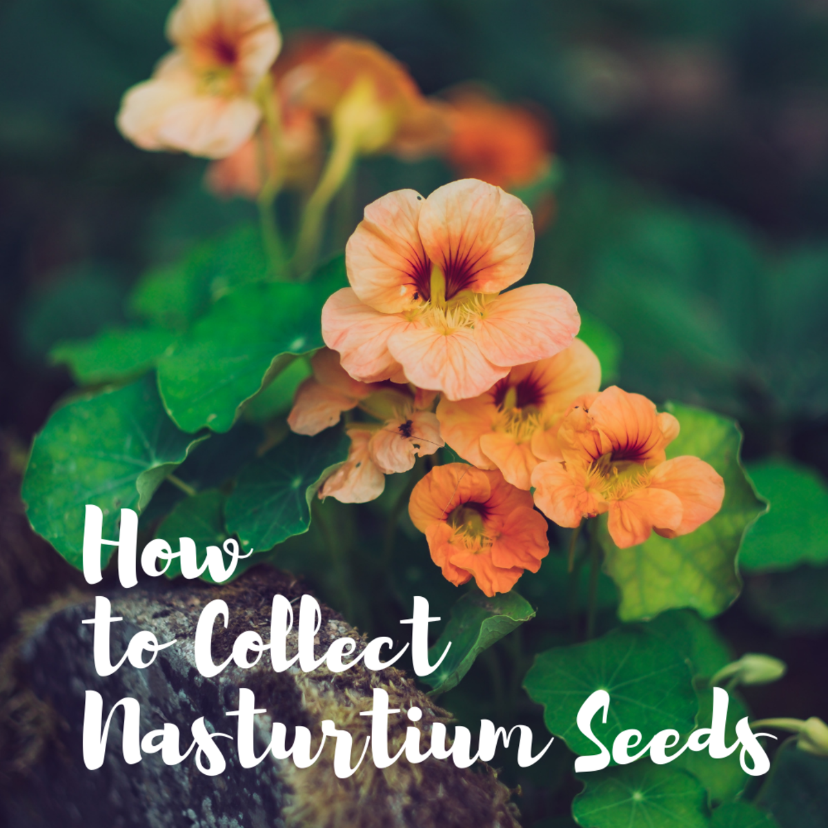 It's easy to collect, store, and grow your own nasturtium seeds. 