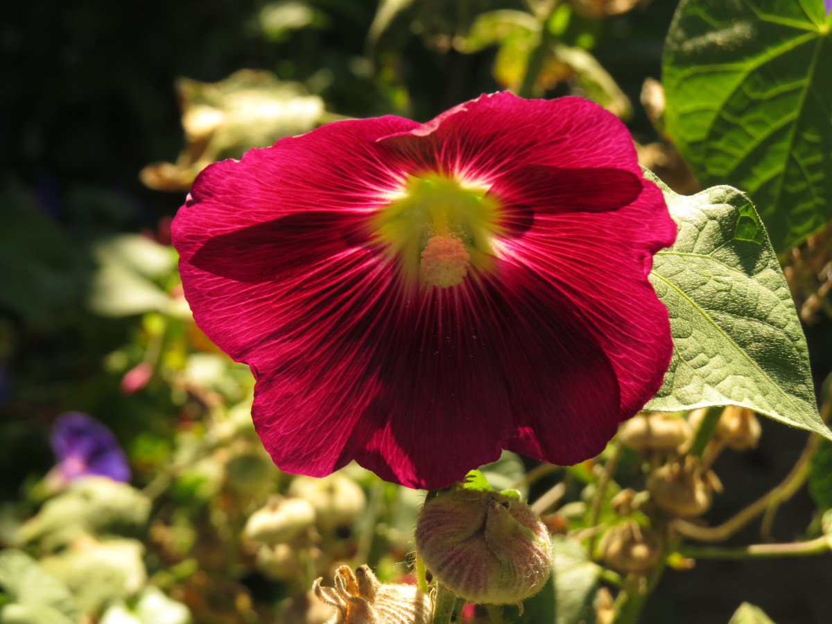 Hollyhocks and Four O'clocks