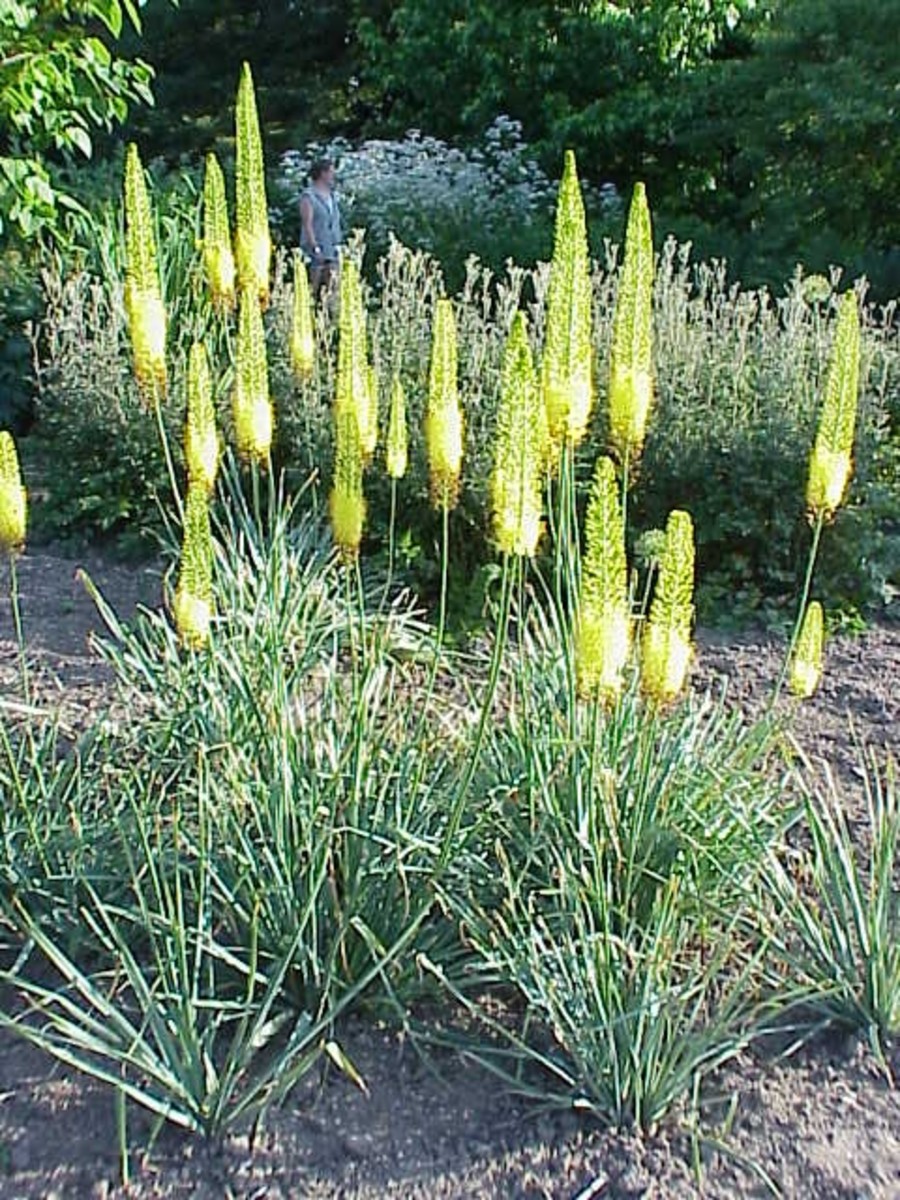 Yellow foxtail lilies