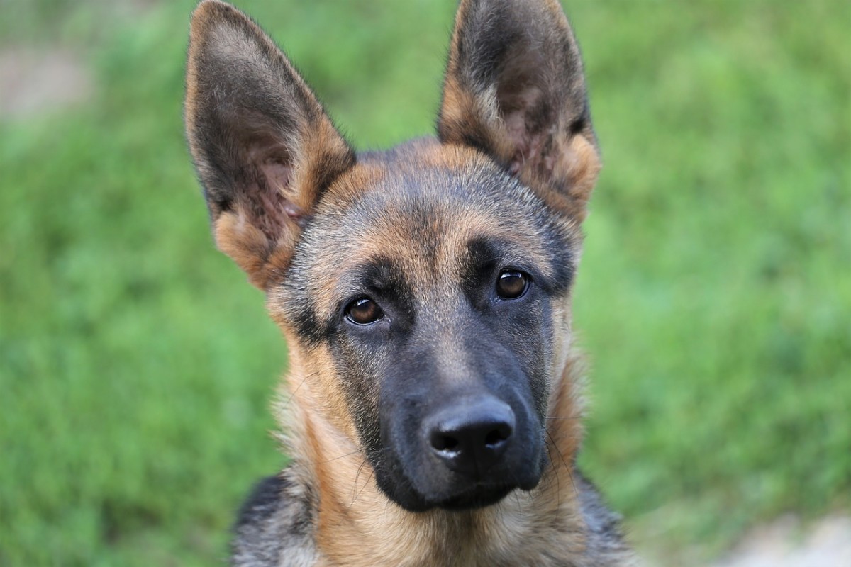 Naming your German Shepherd puppy is a big deal! With names based on everything from mythology and history to pop culture, let this list inspire you. 