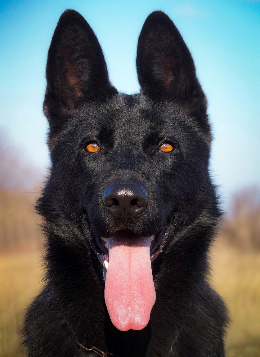 Raven is a great name for a black German Shepherd. 
