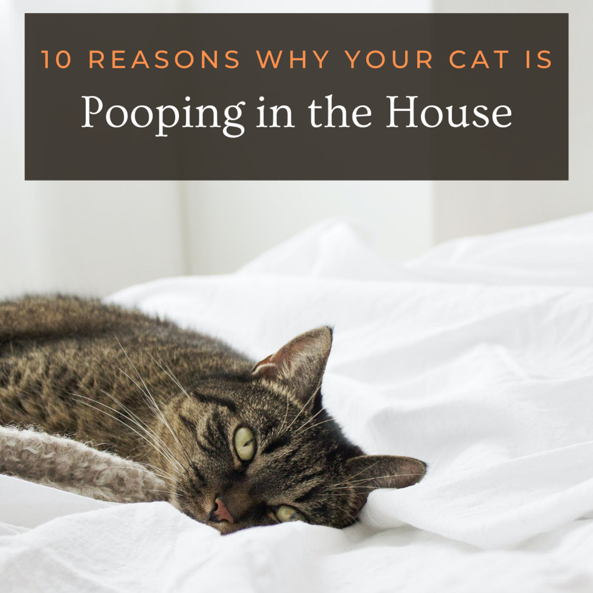 10 Reasons Why Cats Poop in the House