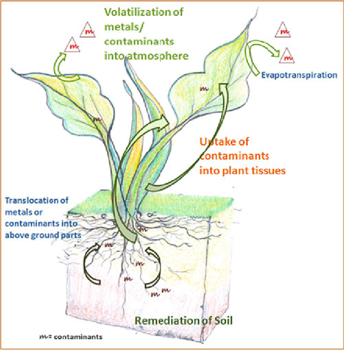 phytoremediation-a-natural-cleaning-process