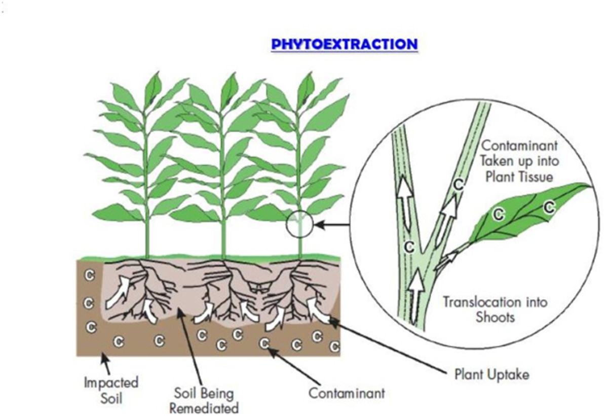 phytoremediation-a-natural-cleaning-process