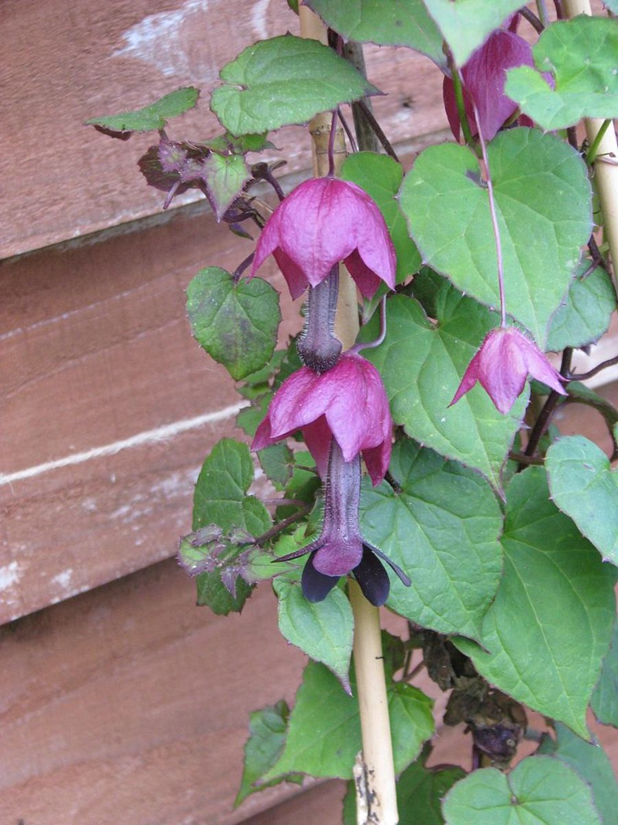 The leaves are heart shaped and hairy with a burgundy edging.