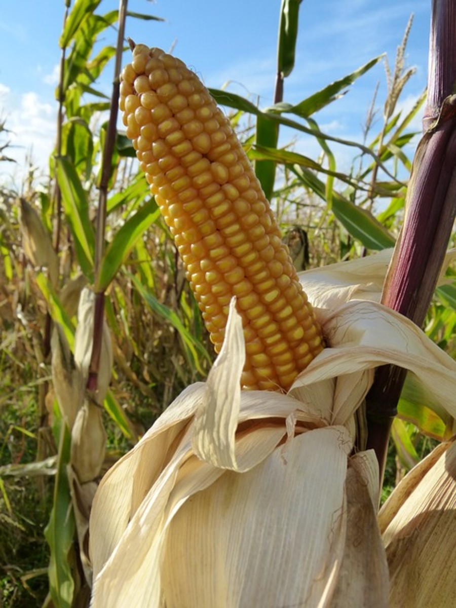 Corn is the symbol of the season.