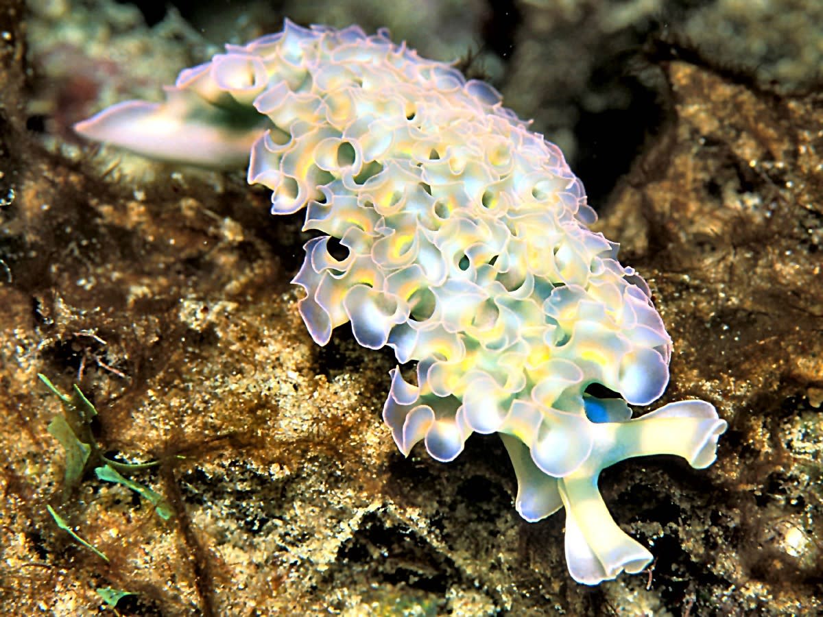 A lettuce sea slug that has a few green patches