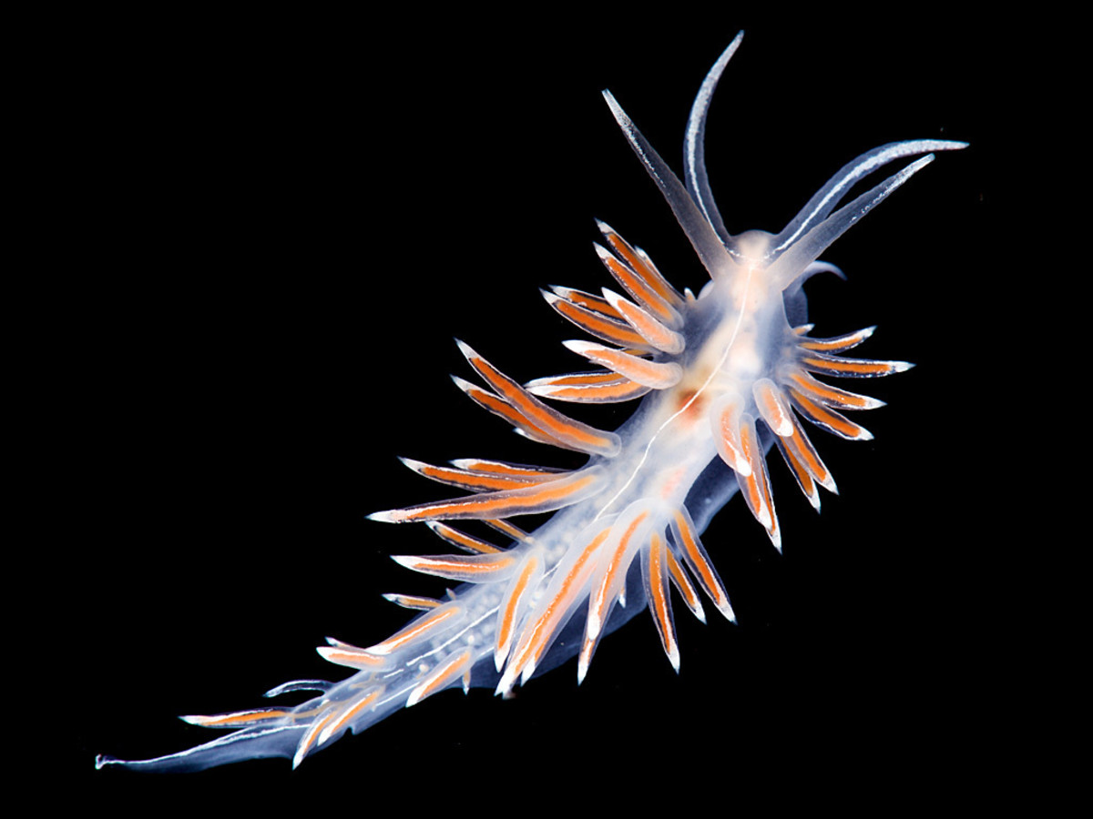 Fjordia lineata is an aeolid nudibranch. 