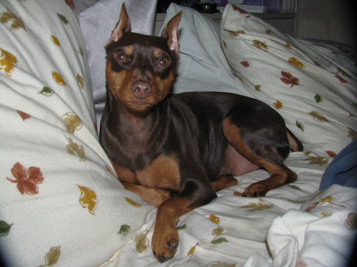 mini pinscher food to avoid