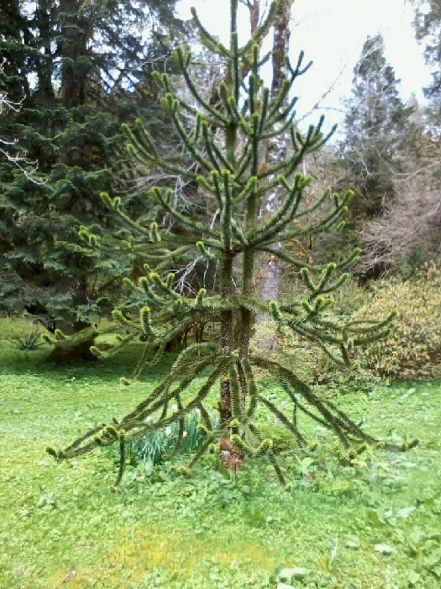 A Monkey Puzzle tree planted from the seed of Ronning's original trees.  