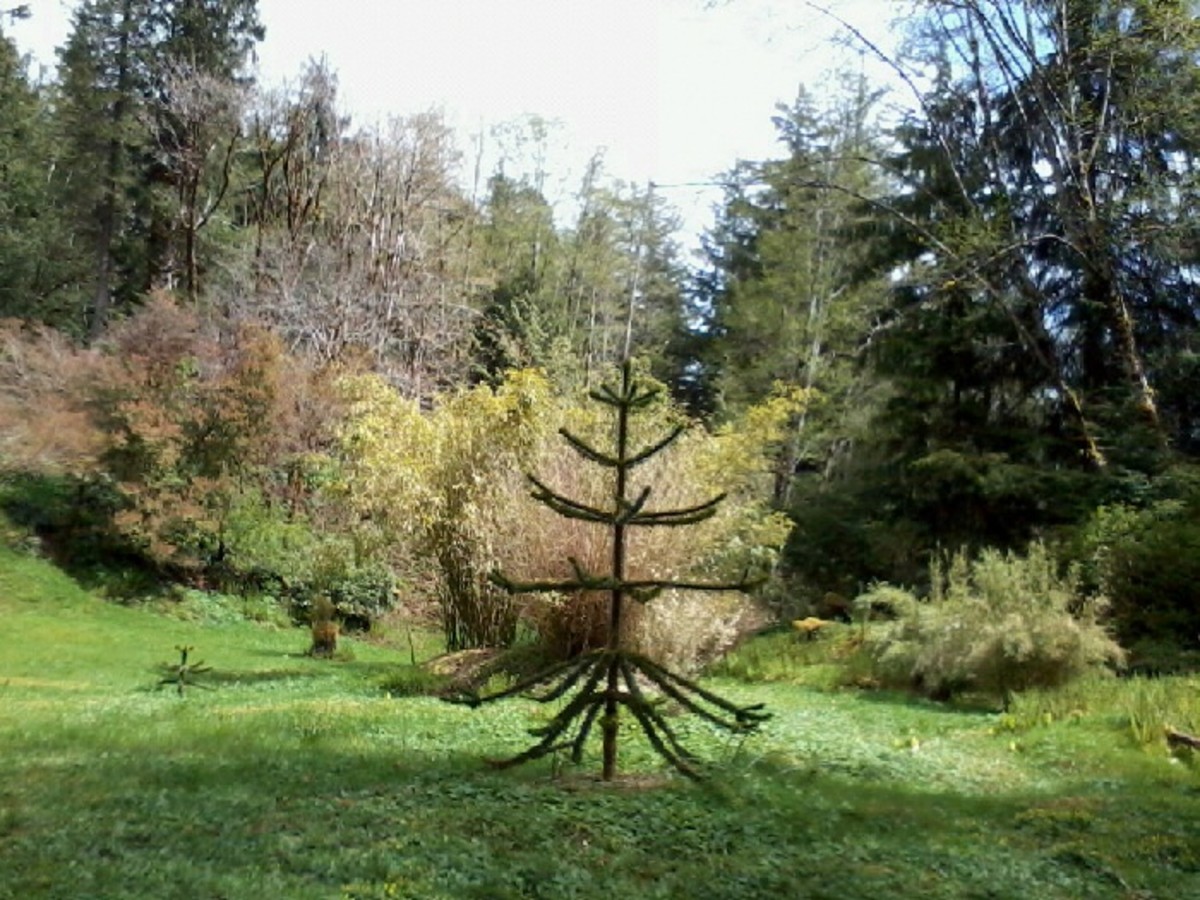 The lower field at Ronning's garden today. Timber bamboo and Japanese Maples in the background behind a Monkey Puzzle tree.