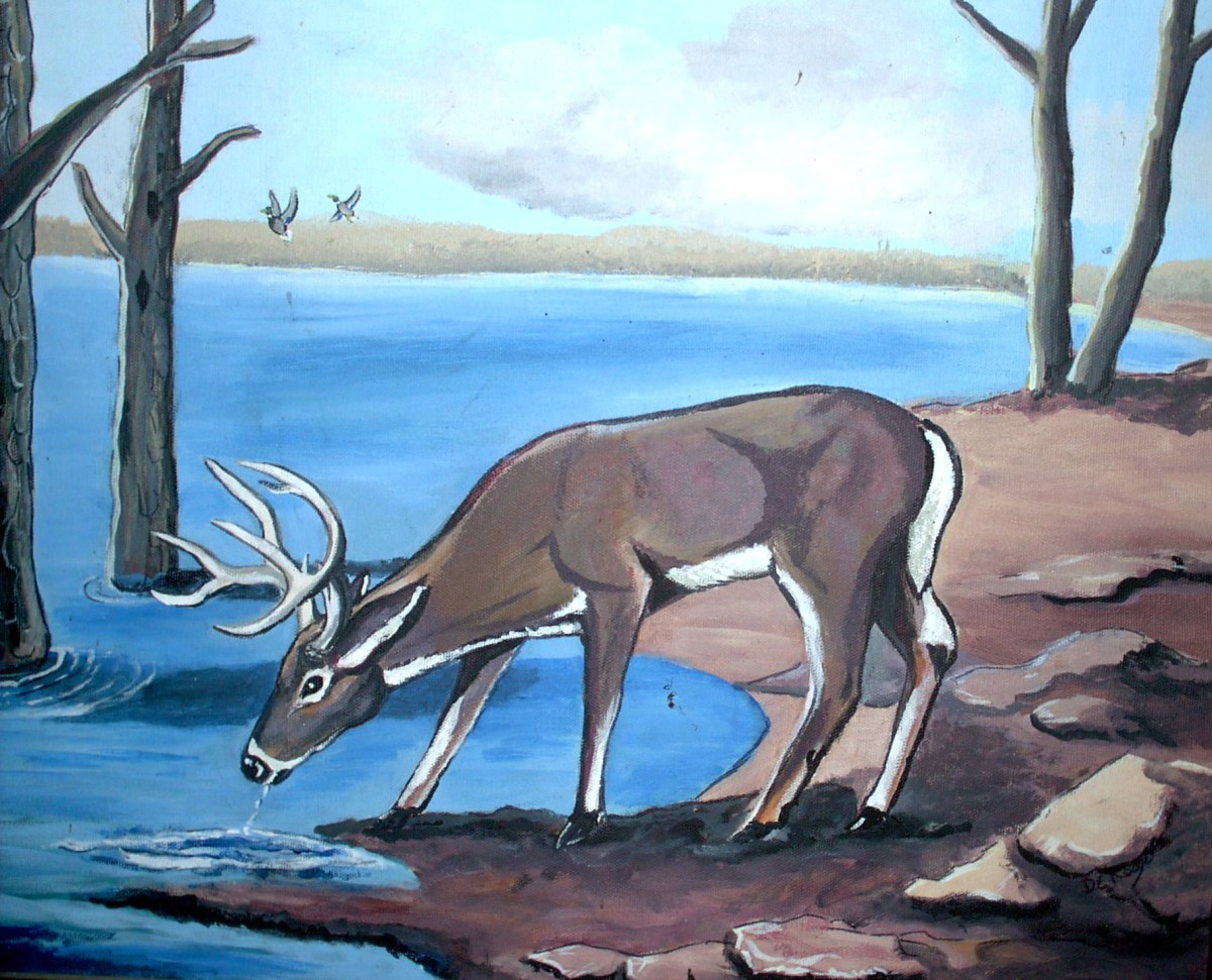 big-buck-deer