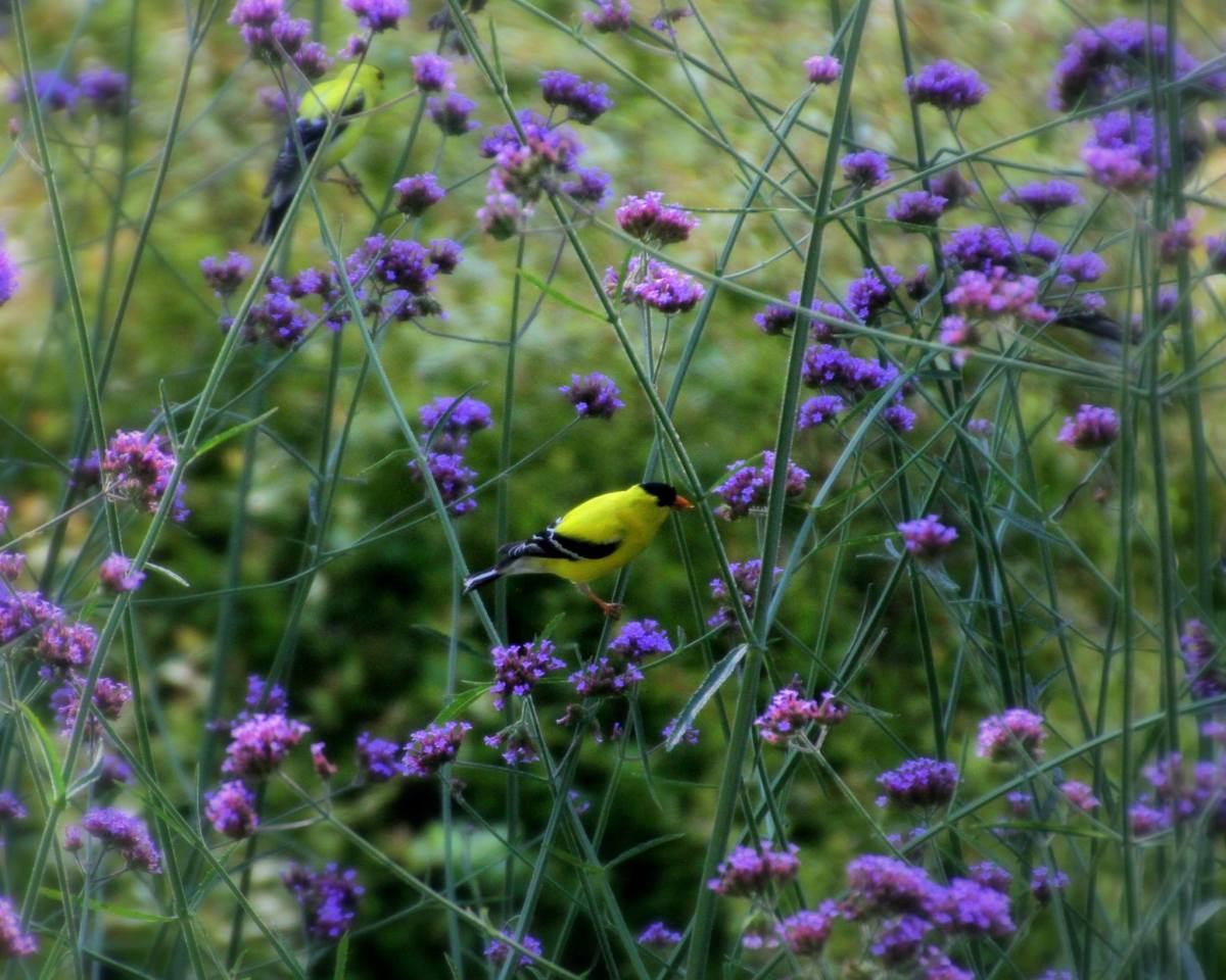A male goldfinch