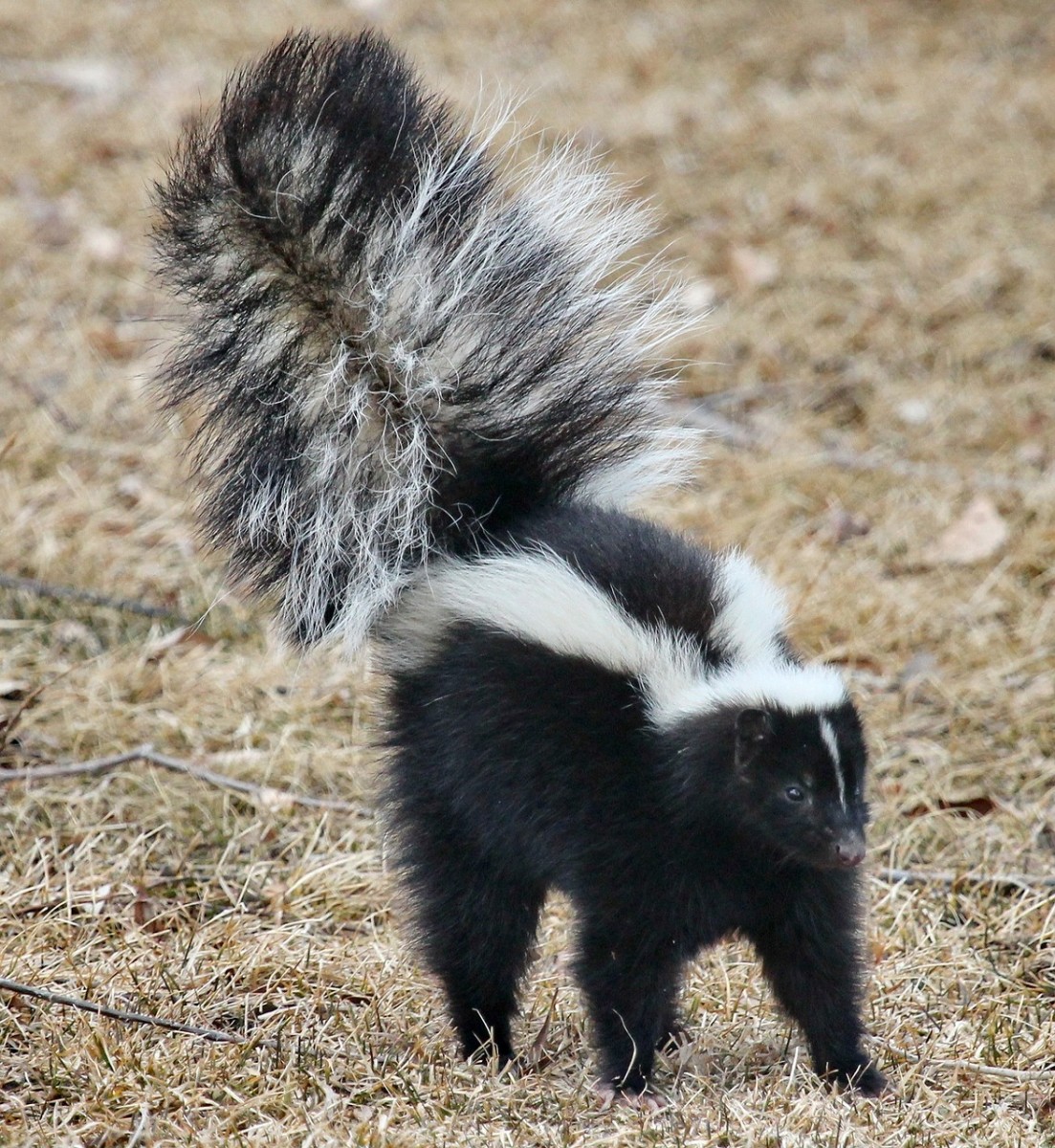 Stinky the skunk