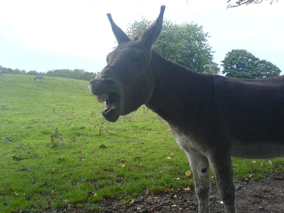 File: Donkey06.jpg  CC-BY-2.0  Rogerine "Donkey at Heaton Park, Manchester."