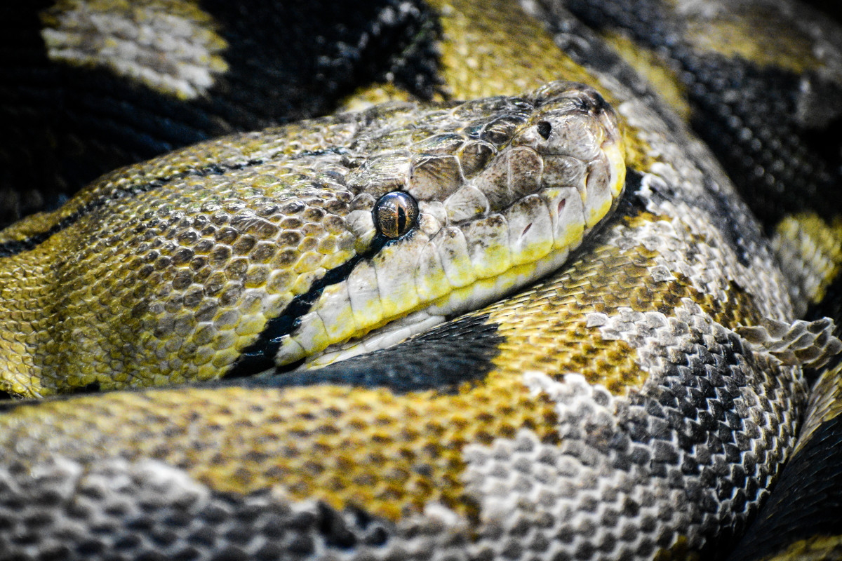 Snakes come in many beautiful colors and patterns. This reticulated python was shedding its skin and its scales were gleaming gold.