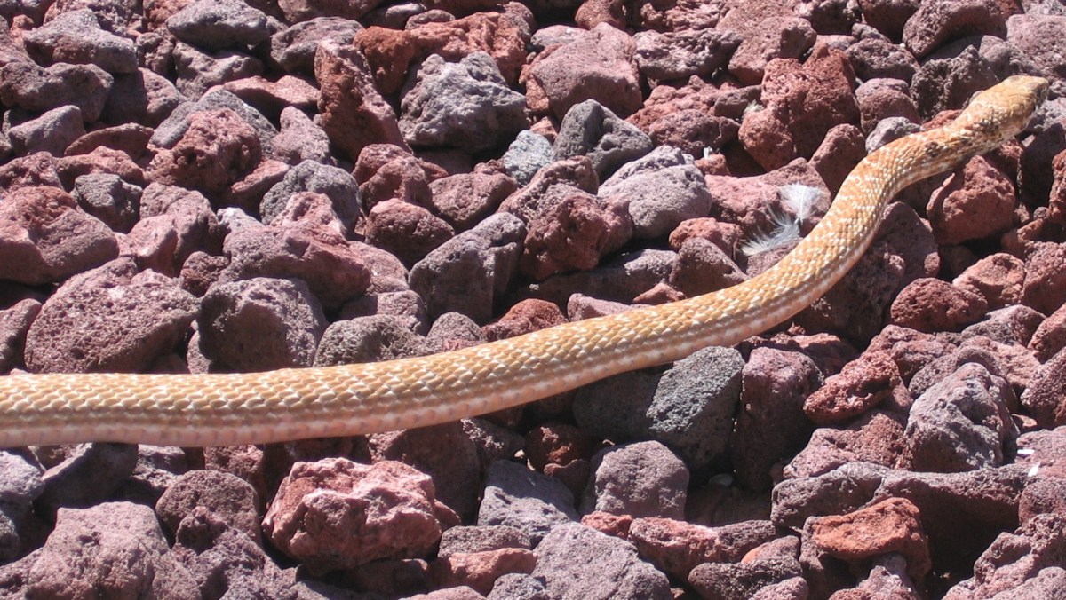 This snake was slithering across the lava stones in my Arizona backyard.