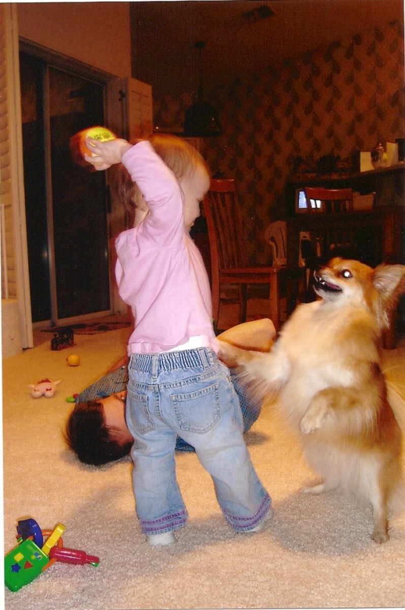 Ellie at two years old playing with our Pomeranian, Shadow, years ago..