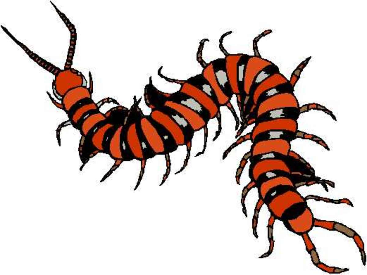 A Centipede