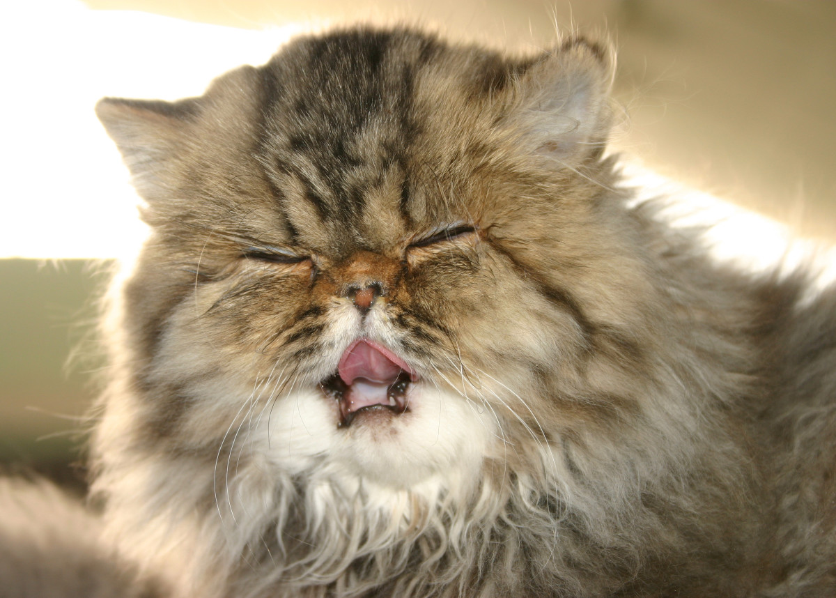 Get out damn flu!  - A sneezing cat. 