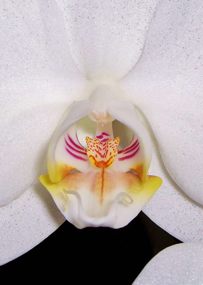 an-orchid-is-like-a-woman