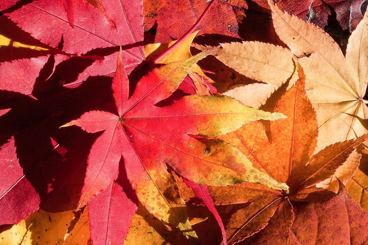 Vibrant autumn color