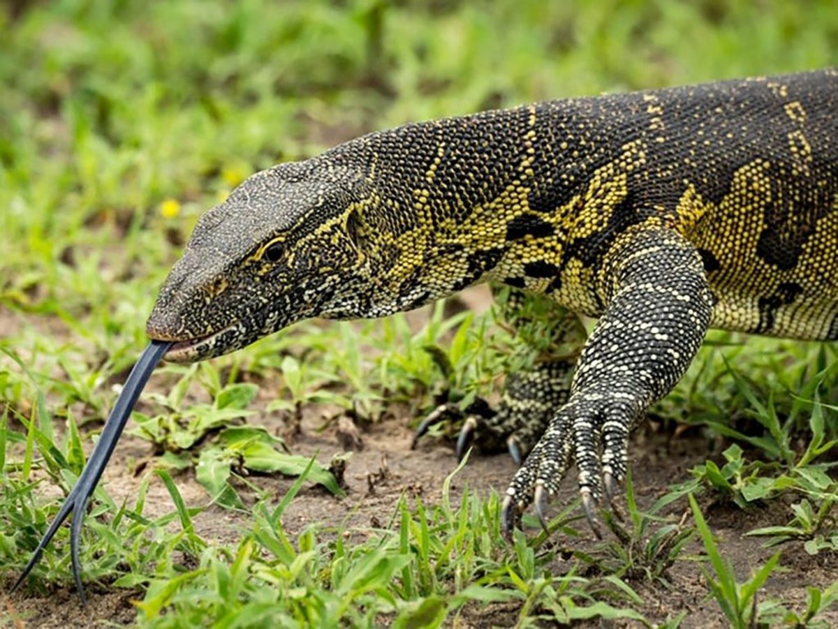 He went after a monitor lizard he had spotted which he missed as it went through on protruding roots of a tree.