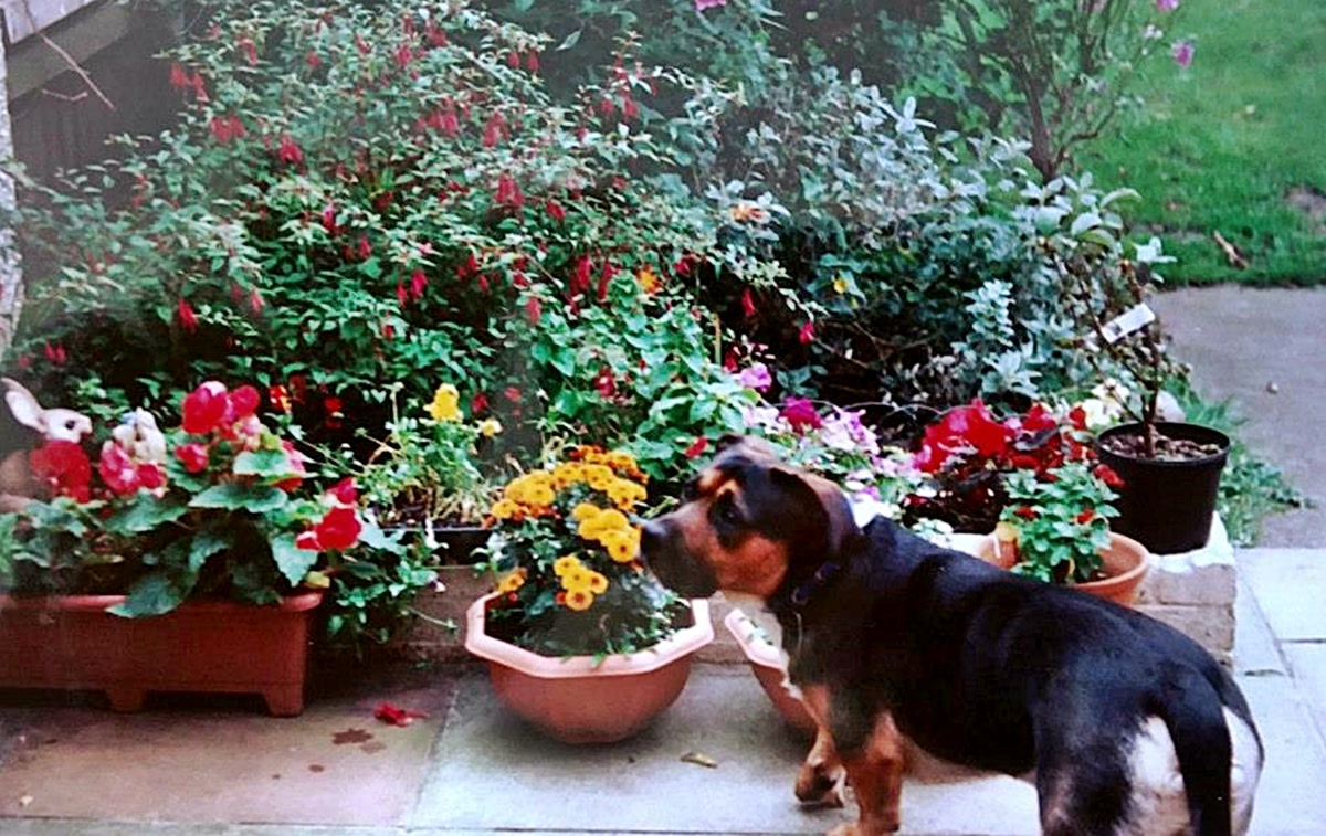 Buster on the flower-filled patio in the summertime.