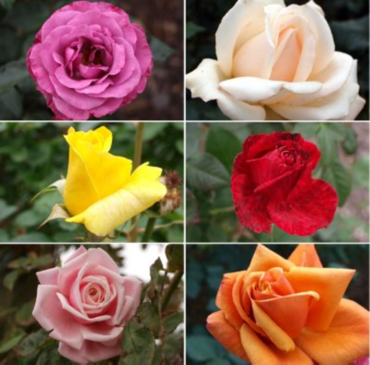 Lessons From A Rose Bush - LetterPile