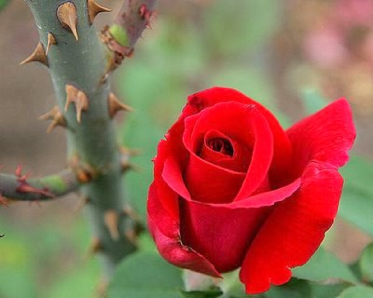 lessons-from-a-rose-bush
