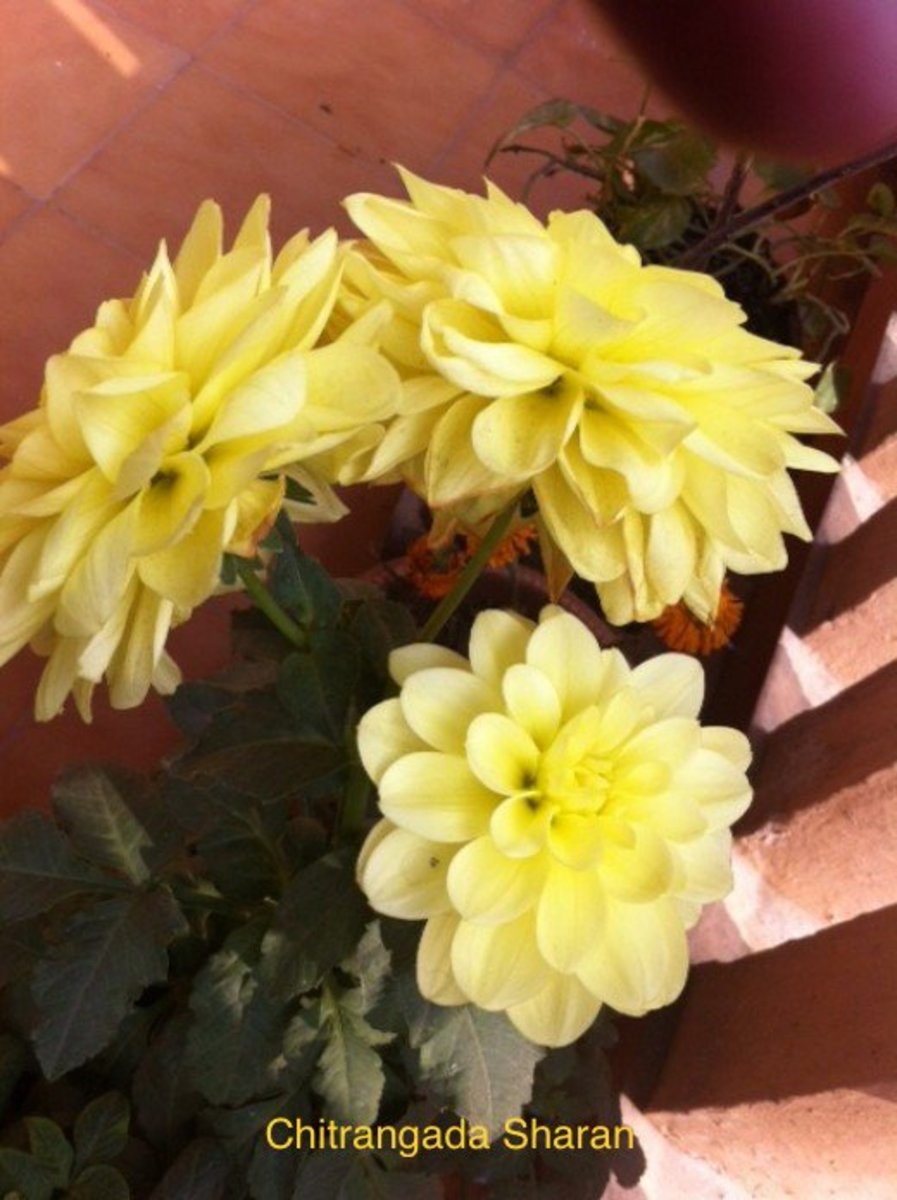 Flowers in my garden 