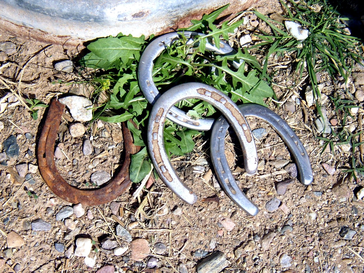 Horseshoes of the farrier and blacksmithing trade