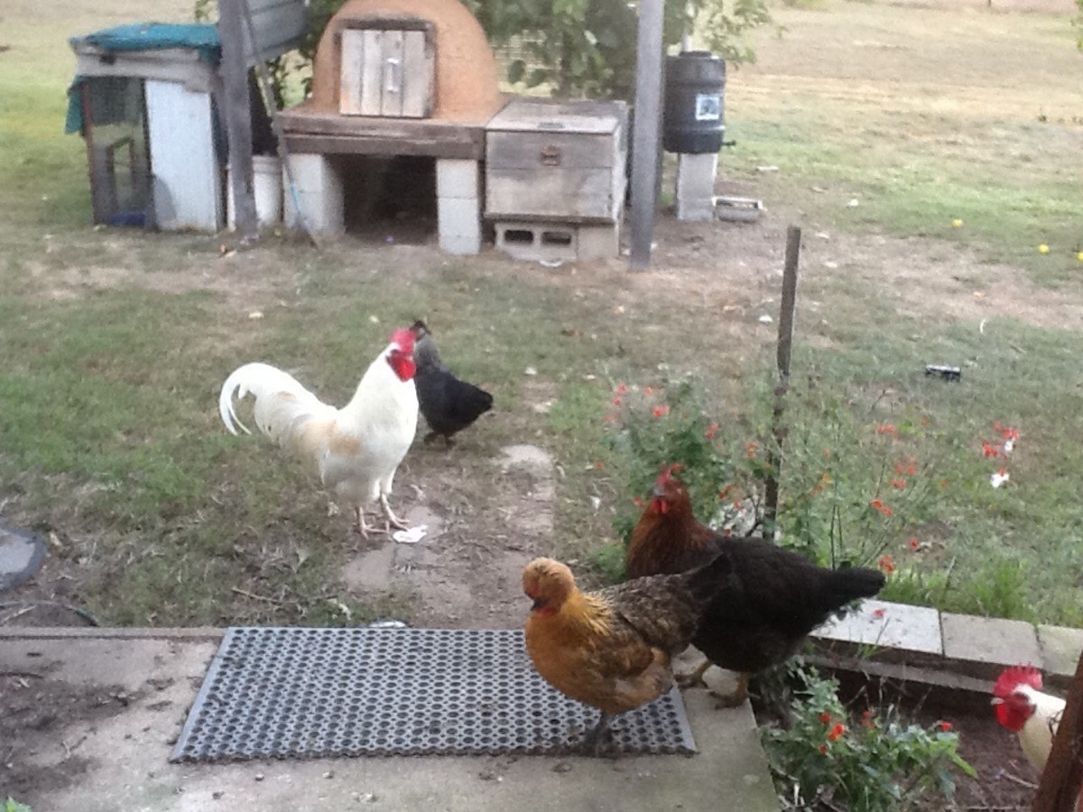 Some of our poultry outside the back door hinting that the want feeding