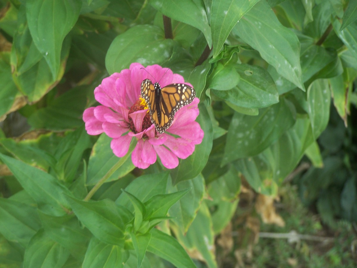 haiku-to-a-butterfly