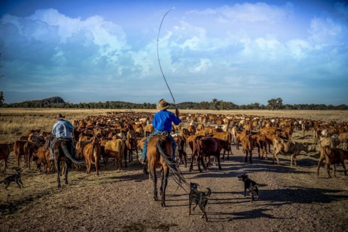 Drovers on the Brinkworth cattle drive Drovers on the Brinkworth cattle drive