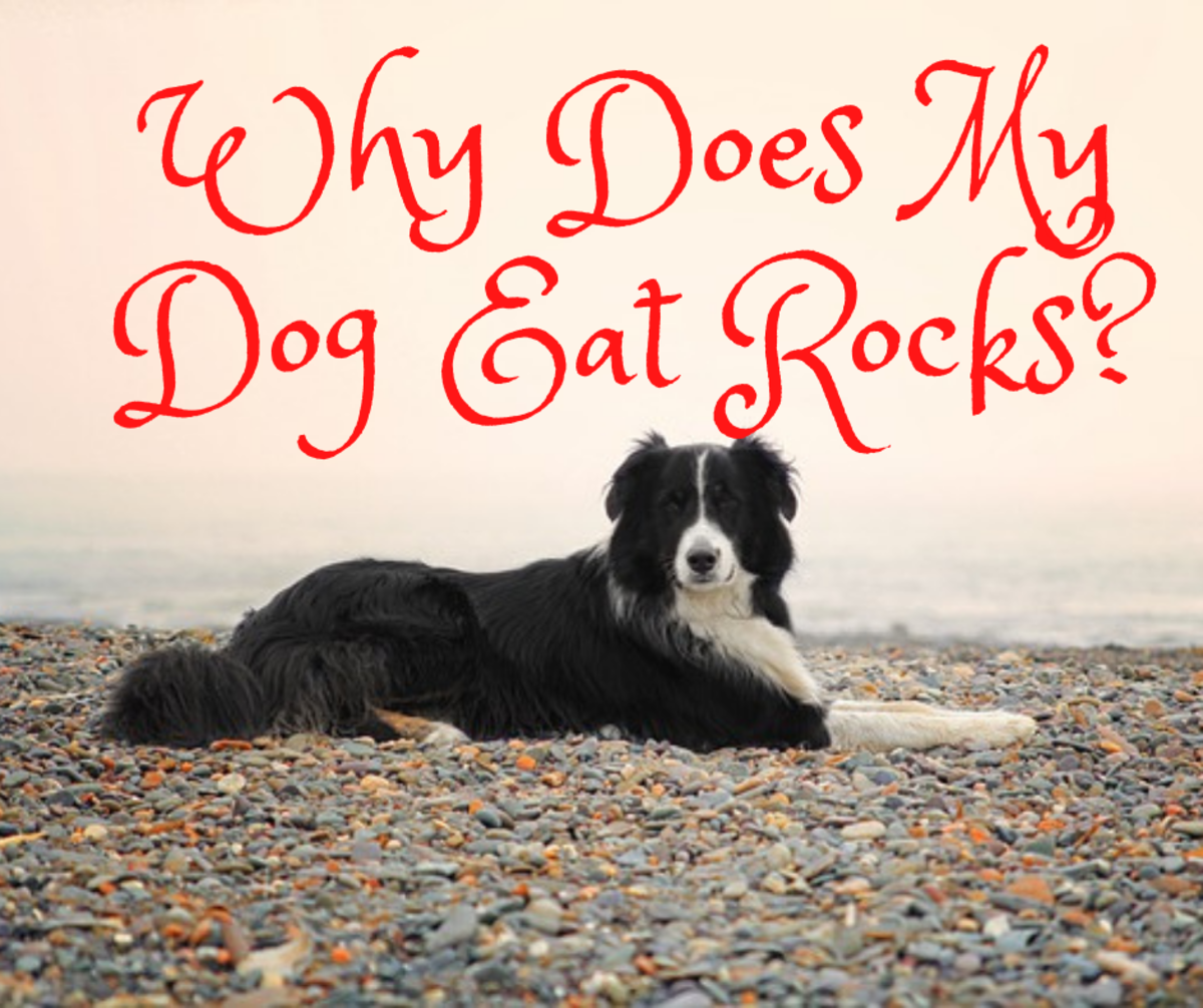 Find out what makes dogs inclined to eat rocks.