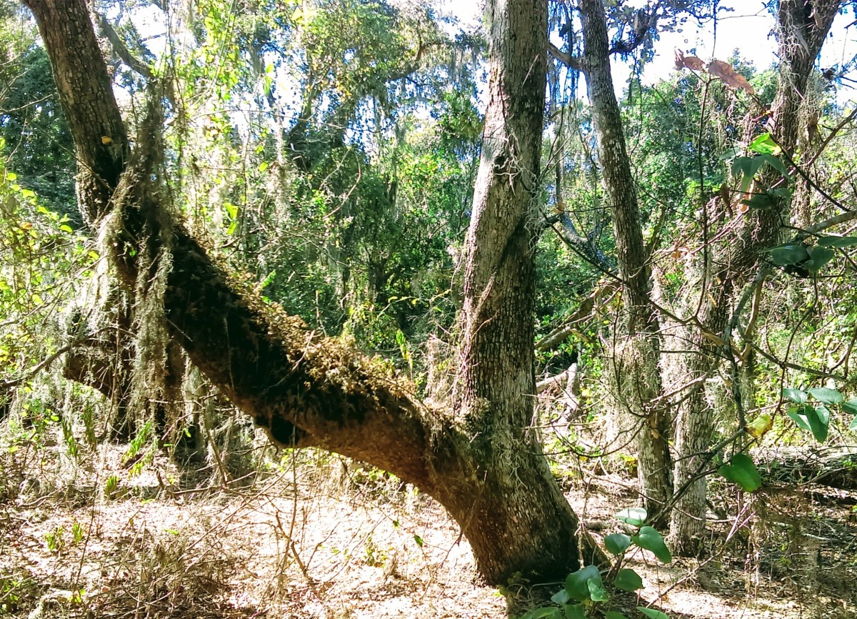 Tree of Life - Symbolic poem - LetterPile