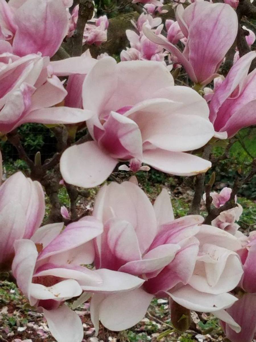 The beautiful, magnolia tree that blooms every year right around my son's birthday.