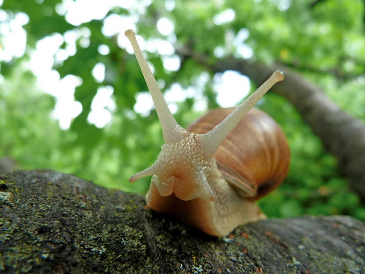 The snail may be slow, but he gets there alive.