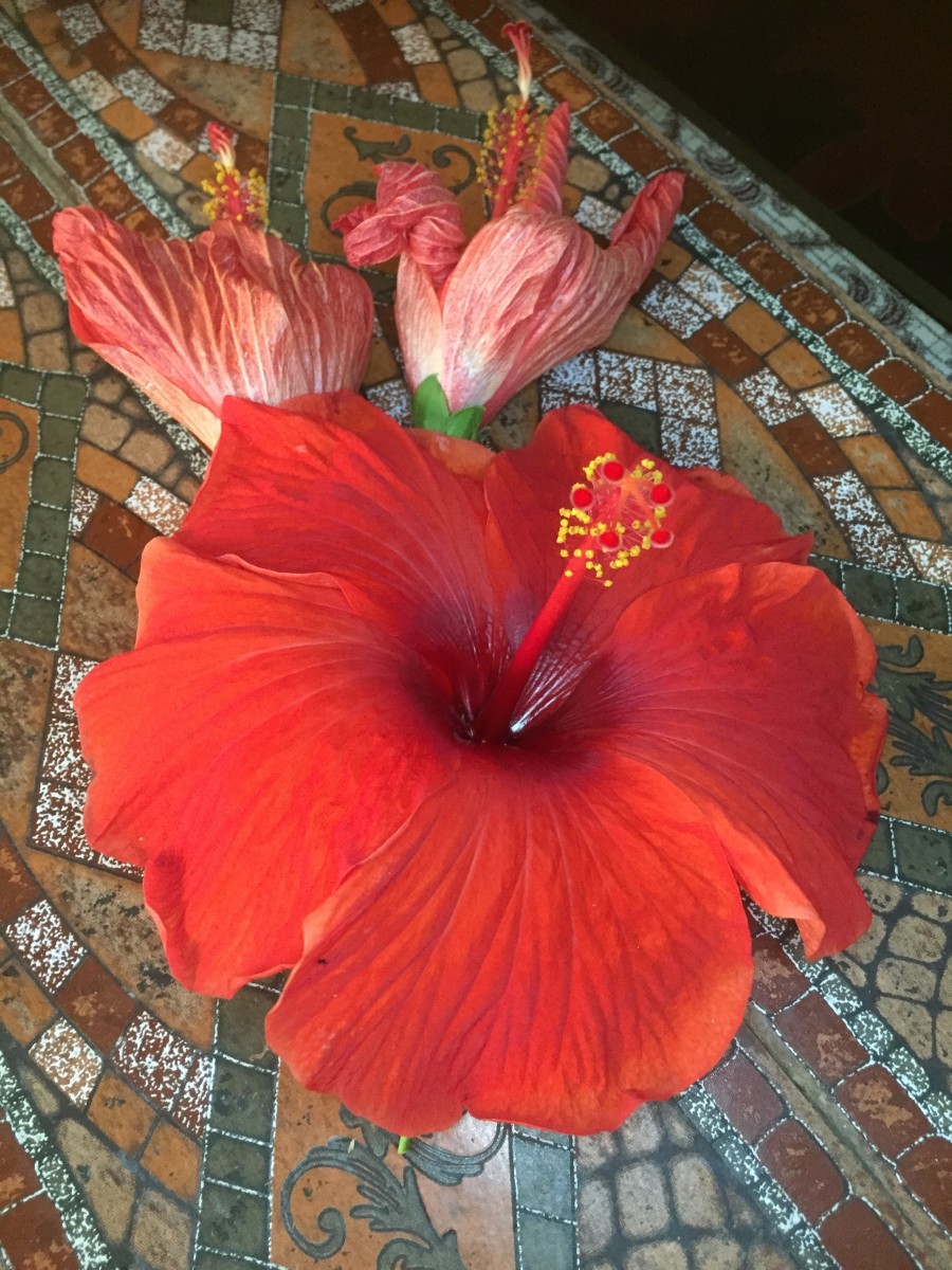 a hibiscus flower
