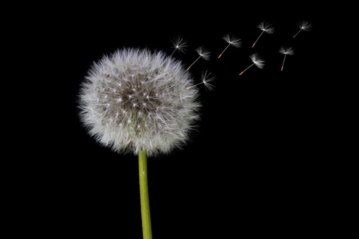 quotes about dandelion wishes